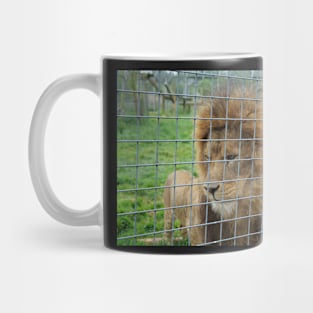 Lion staring at the food in zoo Mug